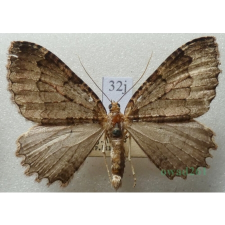 Triphosa dubitata (Linnaeus, 1758) male Paśnik jaskiniowiec Czech32j